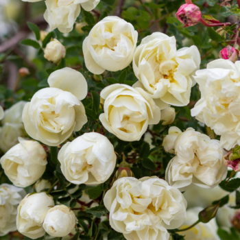  Розови градини: Съвети за развъждане на рози през 2025 