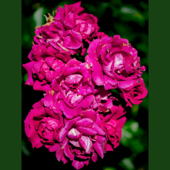  Розови градини: Съвети за развъждане на рози през 2025 