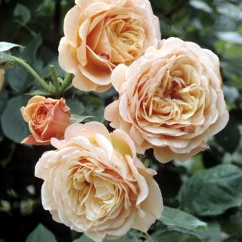  Розови градини: Съвети за развъждане на рози през 2025 