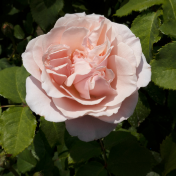  Розови градини: Съвети за развъждане на рози през 2025 