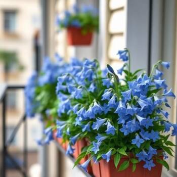 Нямате двор? Ето 5 цветя, които превръщат всеки български балкон в райска градина Нямате двор? Ето 5 цветя, които превръщат всеки български балкон в райска градина